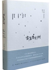 雪落香杉树