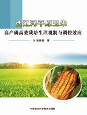 西辽河平原玉米高产磷高效栽培生理机制与调控效应