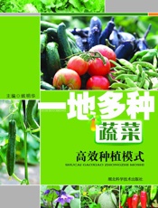 一地多种蔬菜高效种植模式
