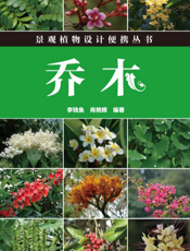 乔木