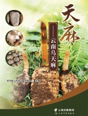 天麻：云南乌天麻