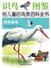 河岸滨鸟