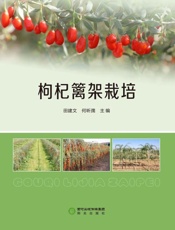 枸杞篱架栽培