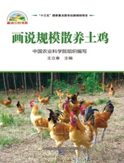 画说规模散养土鸡