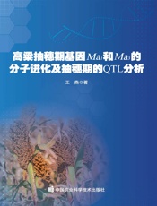 高粱抽穗期基因Ma1和Ma3的分子进化及抽穗期的QTL分析
