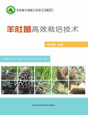 羊肚菌高效栽培技术